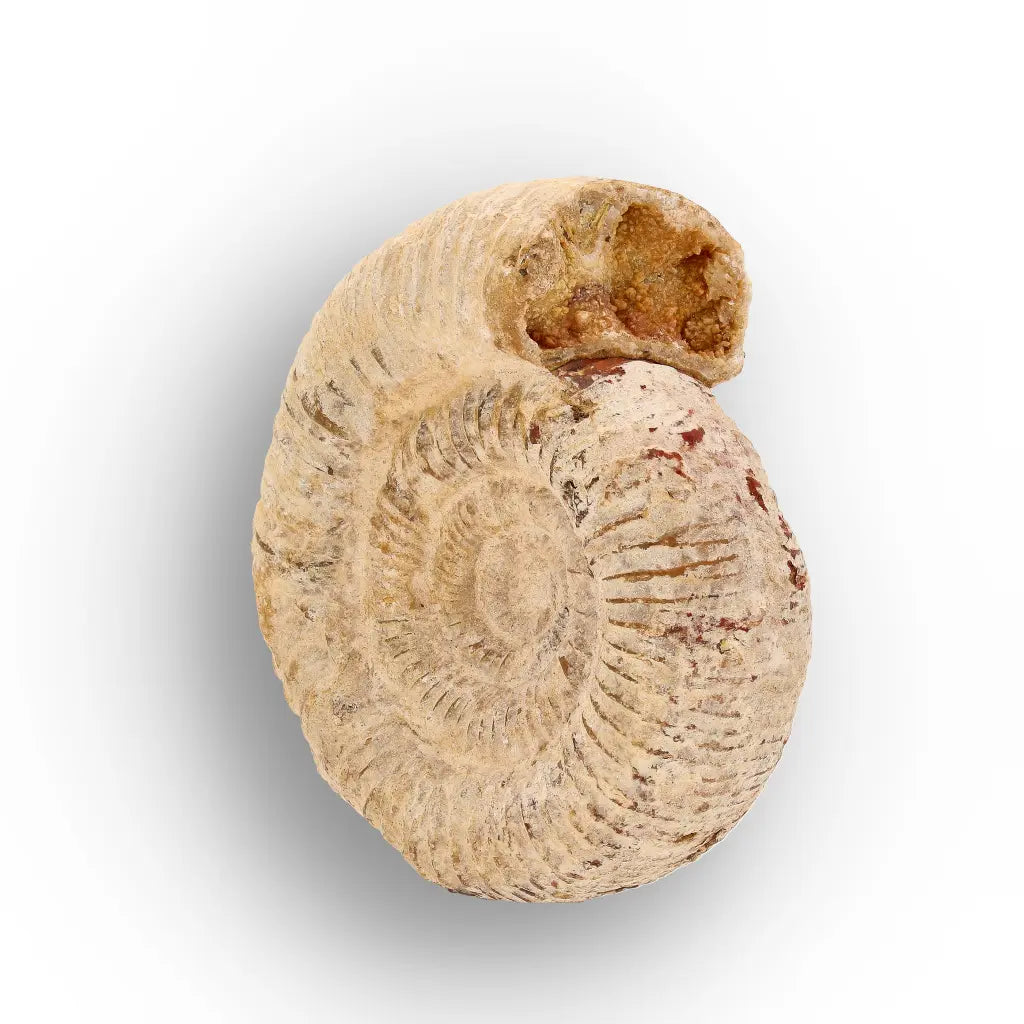 Get your Madagascar Cleoniceras Fossil Spiral online now or in store at Forever Gems in Franschhoek, South Africa