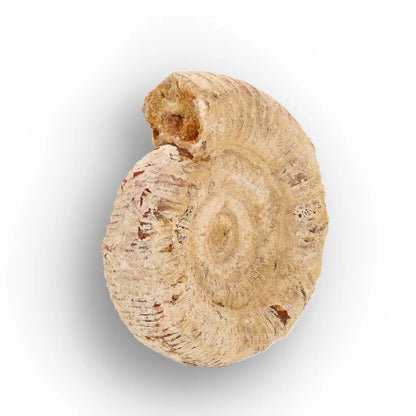 Get your Madagascar Cleoniceras Fossil Spiral online now or in store at Forever Gems in Franschhoek, South Africa