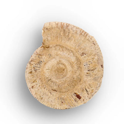 Get your Madagascar Cleoniceras Fossil Spiral online now or in store at Forever Gems in Franschhoek, South Africa