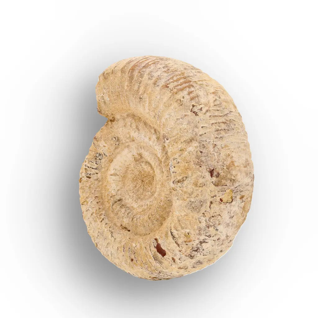Get your Madagascar Cleoniceras Fossil Spiral online now or in store at Forever Gems in Franschhoek, South Africa