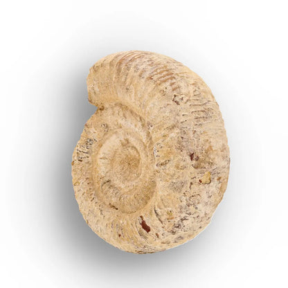 Get your Madagascar Cleoniceras Fossil Spiral online now or in store at Forever Gems in Franschhoek, South Africa