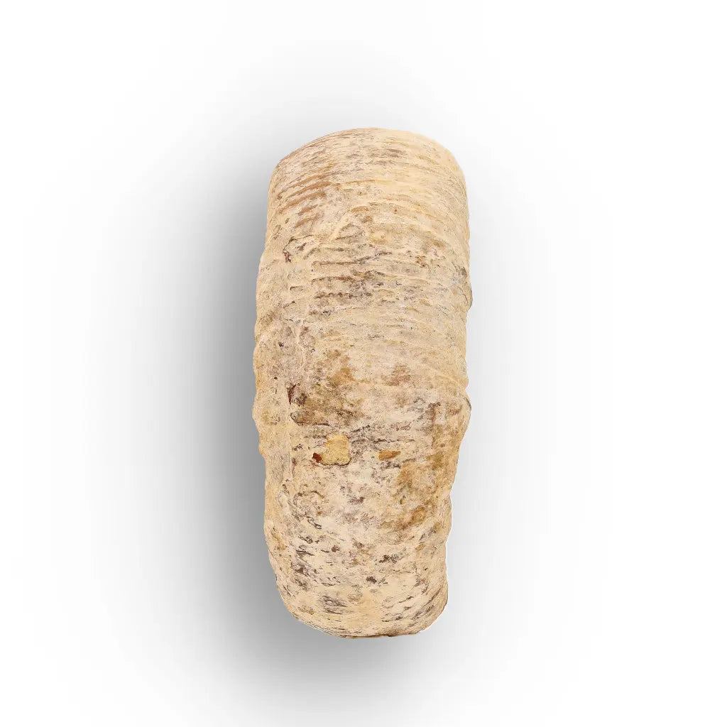 Get your Madagascar Cleoniceras Fossil Spiral online now or in store at Forever Gems in Franschhoek, South Africa