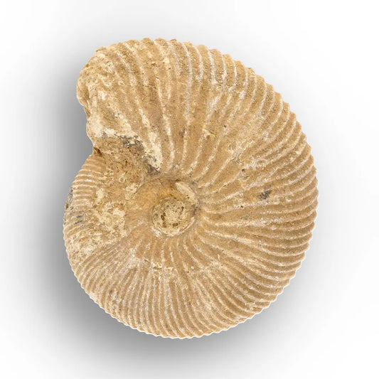 Get your Authentic White Spine Ammonite Fossil – Madagascar Cleoniceras online now or in store at Forever Gems in Franschhoek, South Africa