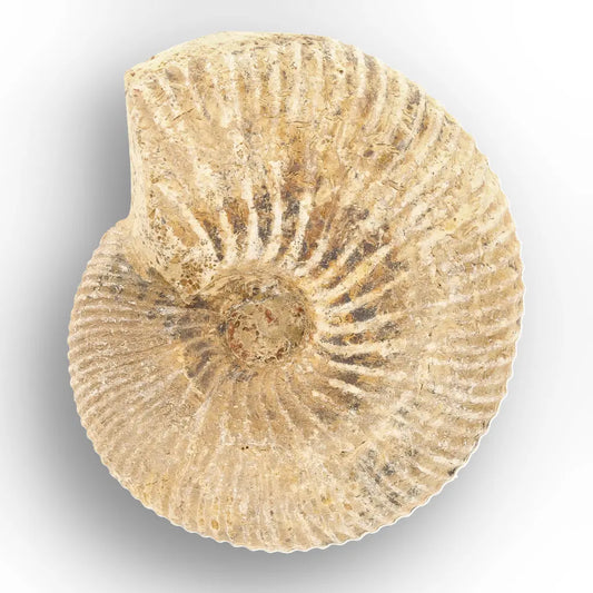 Get your Madagascar White Spine Ammonite Fossil – Early Cretaceous Cleoniceras online now or in store at Forever Gems in Franschhoek, South Africa