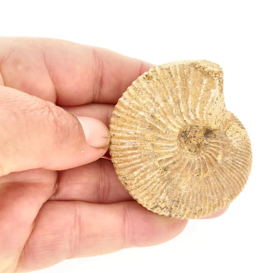 Get your Madagascar White Spine Ammonite Fossil – Early Cretaceous Cleoniceras online now or in store at Forever Gems in Franschhoek, South Africa
