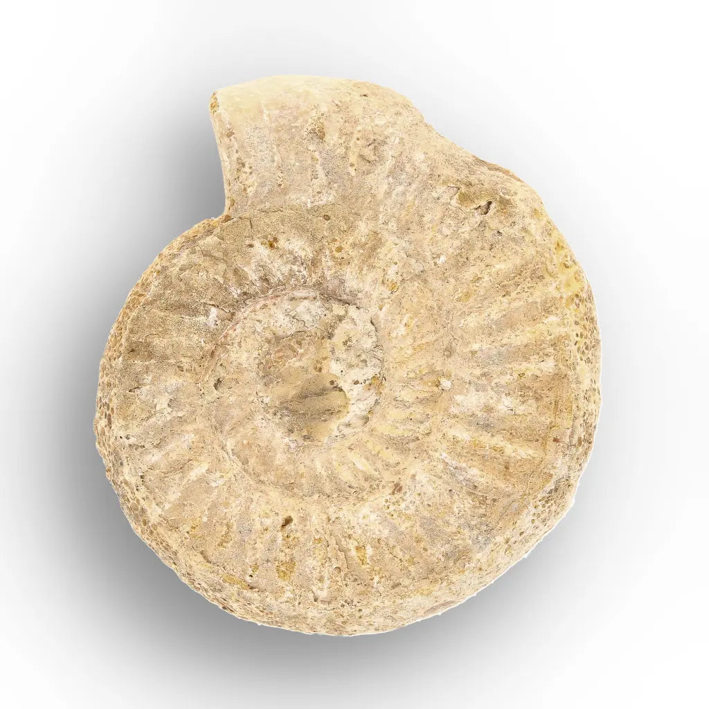 Get your Museum Display White Spine Ammonite – Madagascar Fossil Specimen online now or in store at Forever Gems in Franschhoek, South Africa