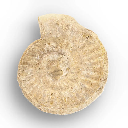 Get your Museum Display White Spine Ammonite – Madagascar Fossil Specimen online now or in store at Forever Gems in Franschhoek, South Africa