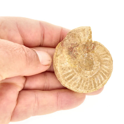 Get your Museum Display White Spine Ammonite – Madagascar Fossil Specimen online now or in store at Forever Gems in Franschhoek, South Africa