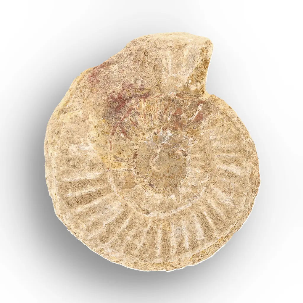 Get your Museum Display White Spine Ammonite – Madagascar Fossil Specimen online now or in store at Forever Gems in Franschhoek, South Africa