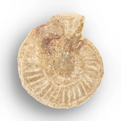 Get your Museum Display White Spine Ammonite – Madagascar Fossil Specimen online now or in store at Forever Gems in Franschhoek, South Africa