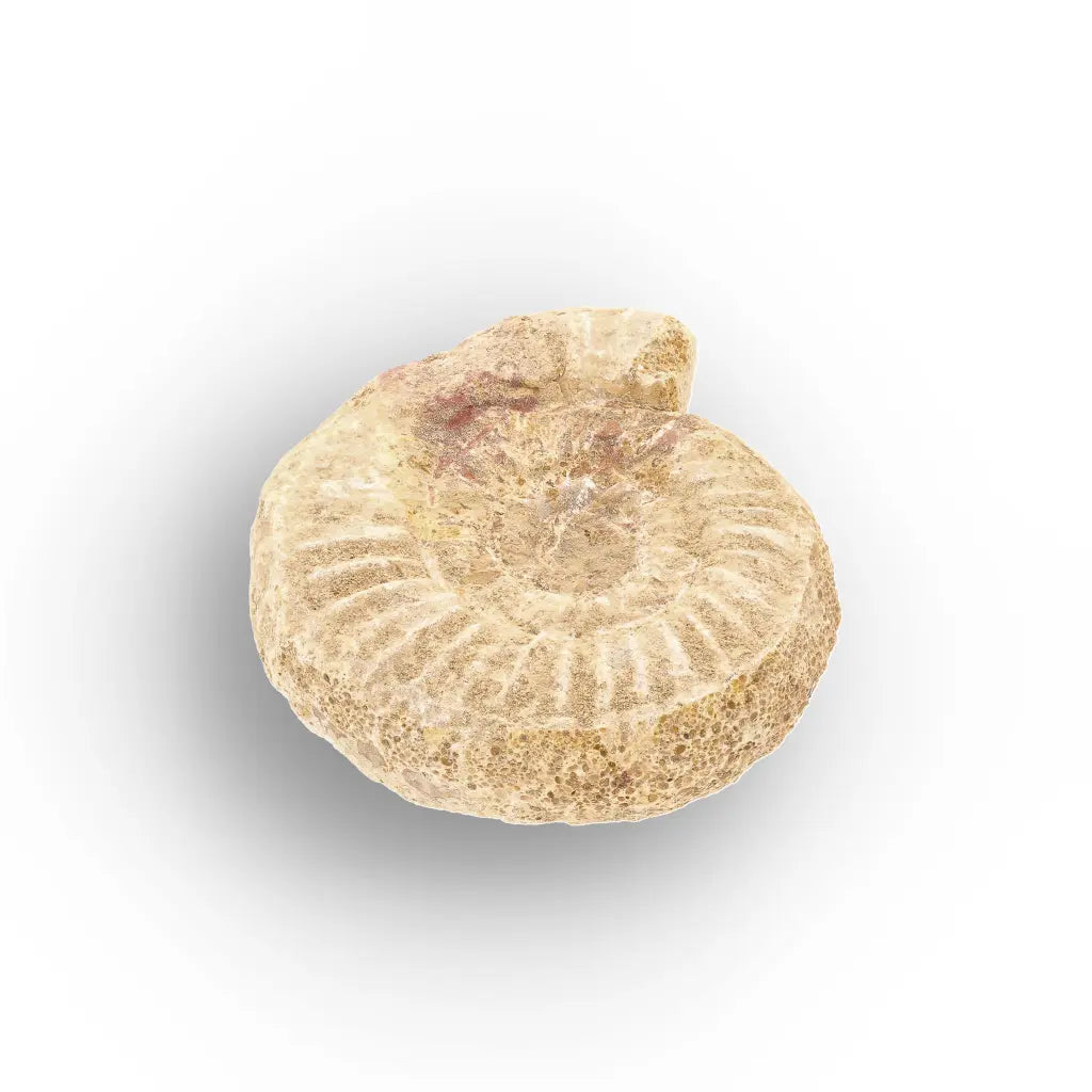 Get your Museum Display White Spine Ammonite – Madagascar Fossil Specimen online now or in store at Forever Gems in Franschhoek, South Africa
