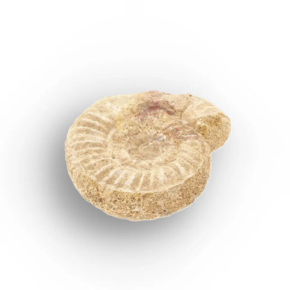 Get your Museum Display White Spine Ammonite – Madagascar Fossil Specimen online now or in store at Forever Gems in Franschhoek, South Africa