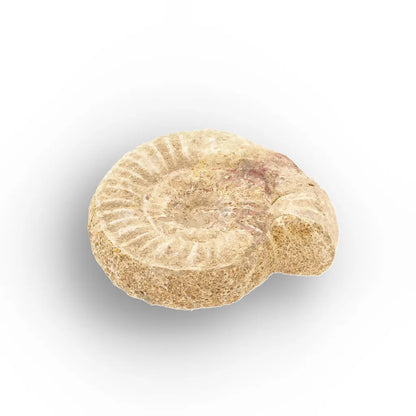 Get your Museum Display White Spine Ammonite – Madagascar Fossil Specimen online now or in store at Forever Gems in Franschhoek, South Africa