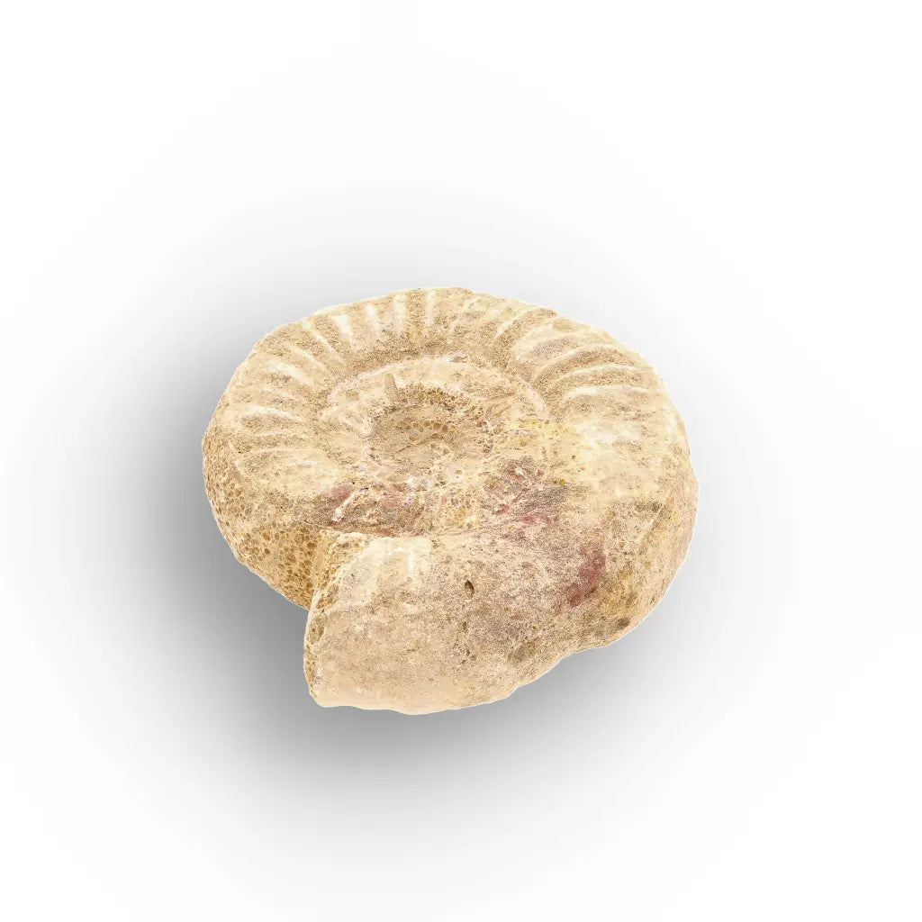 Get your Museum Display White Spine Ammonite – Madagascar Fossil Specimen online now or in store at Forever Gems in Franschhoek, South Africa