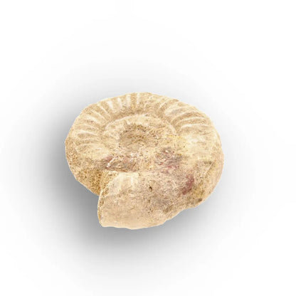 Get your Museum Display White Spine Ammonite – Madagascar Fossil Specimen online now or in store at Forever Gems in Franschhoek, South Africa