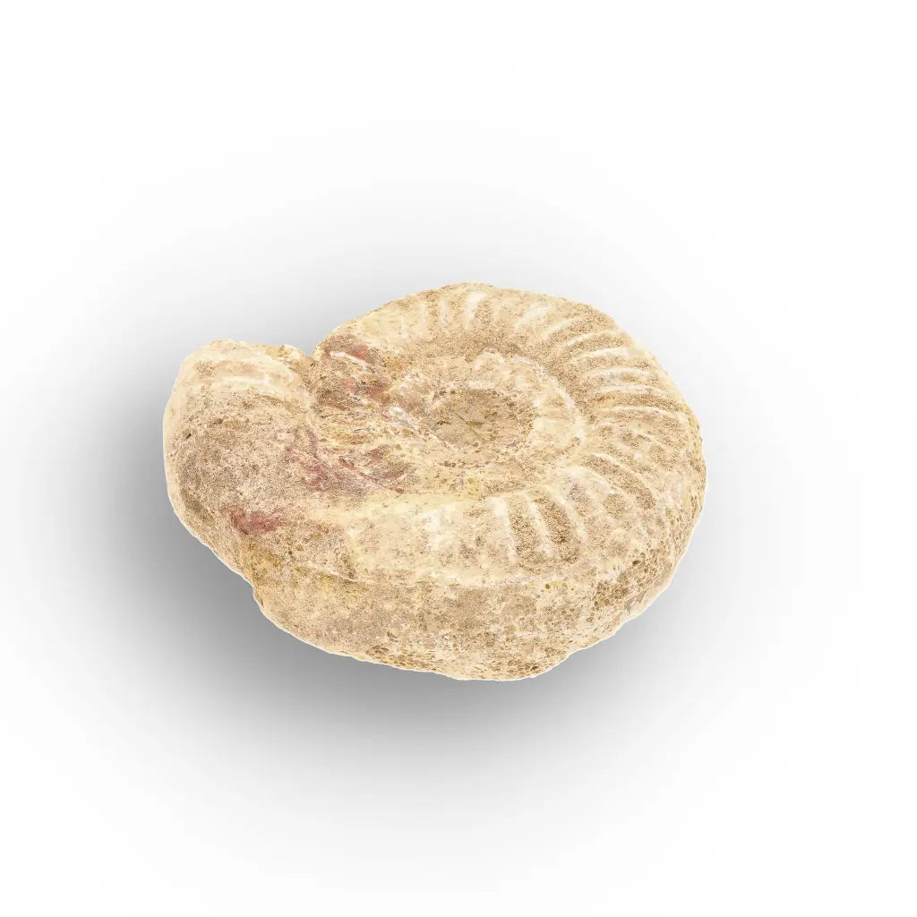 Get your Museum Display White Spine Ammonite – Madagascar Fossil Specimen online now or in store at Forever Gems in Franschhoek, South Africa