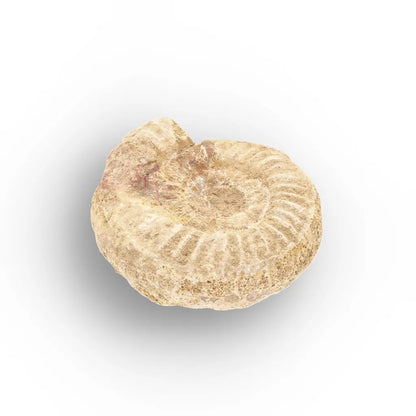 Get your Museum Display White Spine Ammonite – Madagascar Fossil Specimen online now or in store at Forever Gems in Franschhoek, South Africa