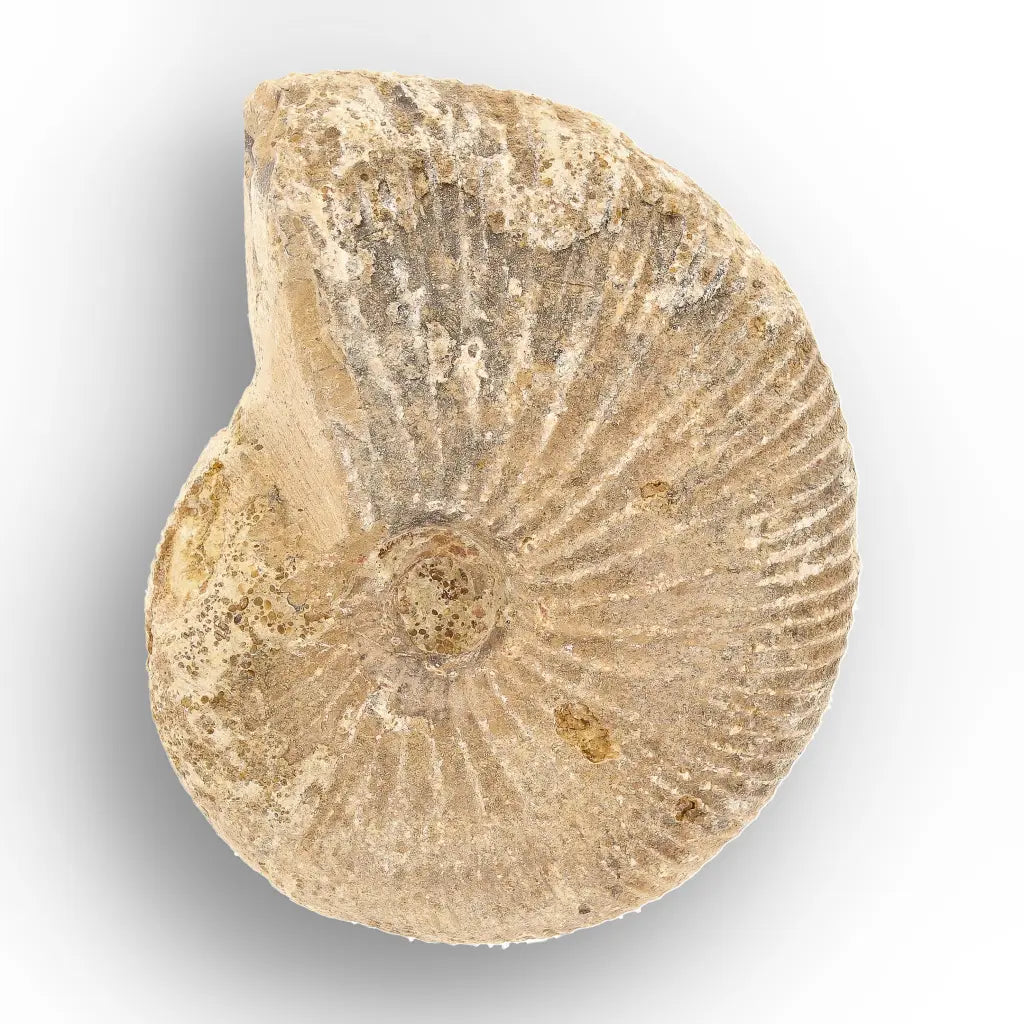 Get your Madagascar White Spine Fossil Ammonite online now or in store at Forever Gems in Franschhoek, South Africa