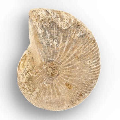 Get your Madagascar White Spine Fossil Ammonite online now or in store at Forever Gems in Franschhoek, South Africa