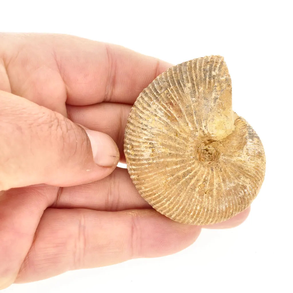 Get your Madagascar White Spine Fossil Ammonite online now or in store at Forever Gems in Franschhoek, South Africa