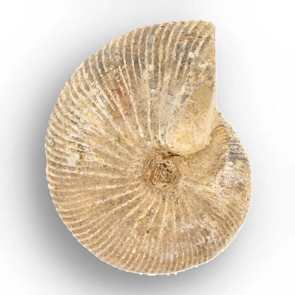 Get your Madagascar White Spine Fossil Ammonite online now or in store at Forever Gems in Franschhoek, South Africa