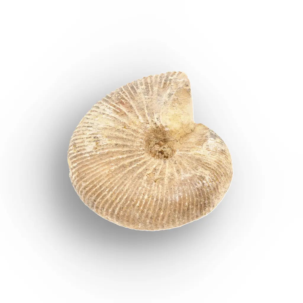 Get your Madagascar White Spine Fossil Ammonite online now or in store at Forever Gems in Franschhoek, South Africa