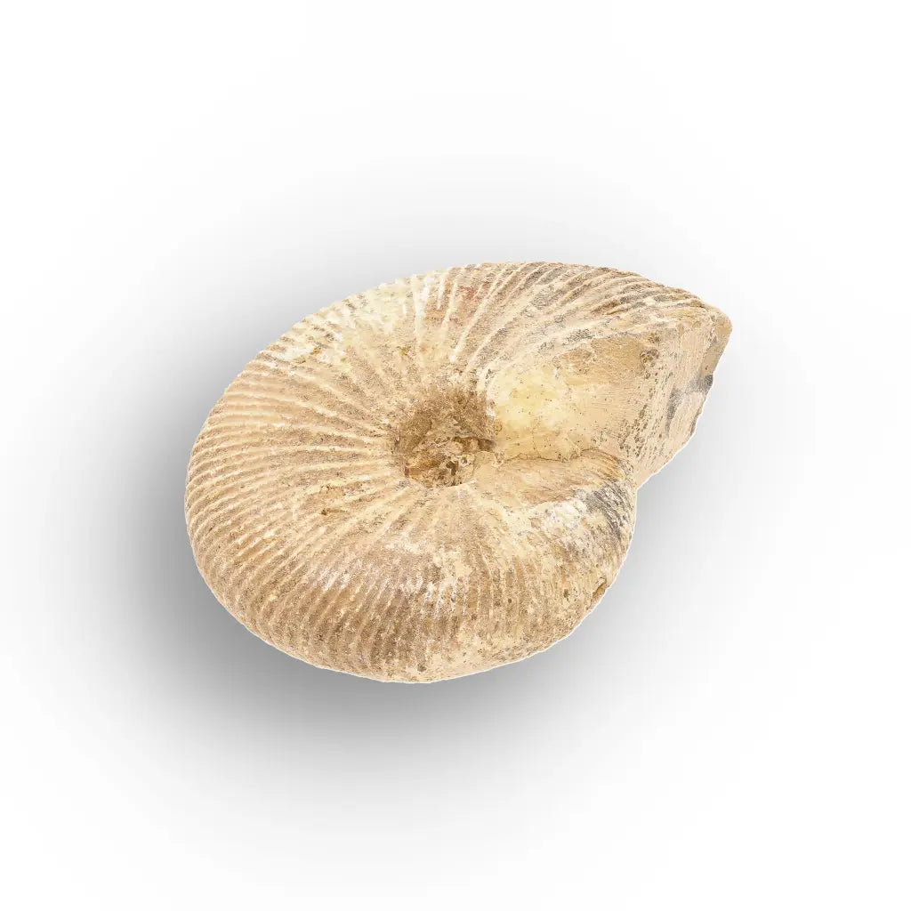 Get your Madagascar White Spine Fossil Ammonite online now or in store at Forever Gems in Franschhoek, South Africa