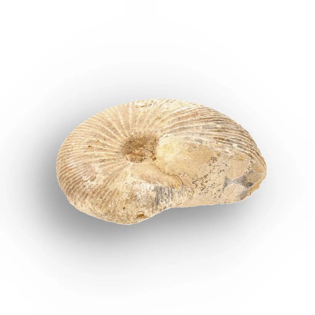 Get your Madagascar White Spine Fossil Ammonite online now or in store at Forever Gems in Franschhoek, South Africa