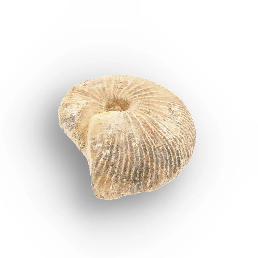 Get your Madagascar White Spine Fossil Ammonite online now or in store at Forever Gems in Franschhoek, South Africa