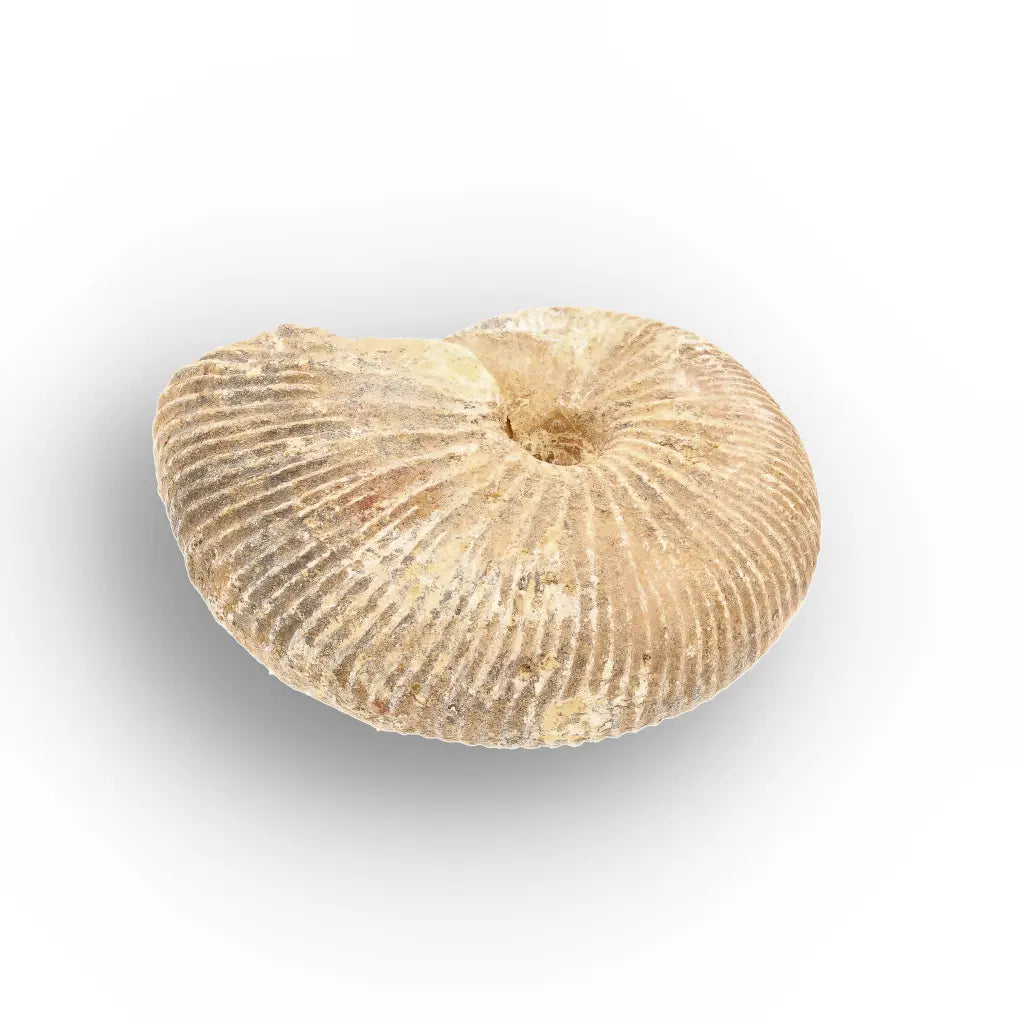 Get your Madagascar White Spine Fossil Ammonite online now or in store at Forever Gems in Franschhoek, South Africa
