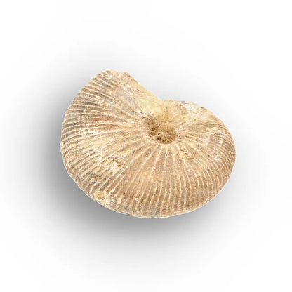 Get your Madagascar White Spine Fossil Ammonite online now or in store at Forever Gems in Franschhoek, South Africa
