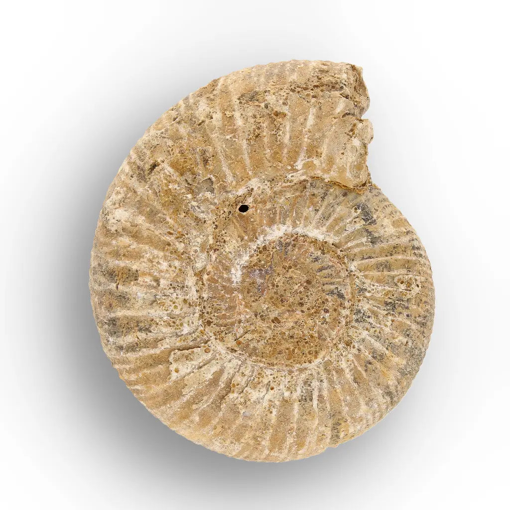 Get your Madagascar White Spine Fossil Ammonite online now or in store at Forever Gems in Franschhoek, South Africa