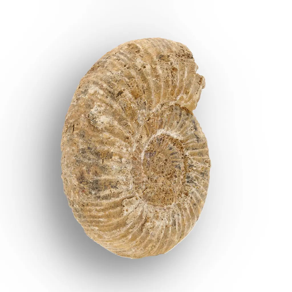 Get your Madagascar White Spine Fossil Ammonite online now or in store at Forever Gems in Franschhoek, South Africa