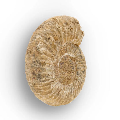 Get your Madagascar White Spine Fossil Ammonite online now or in store at Forever Gems in Franschhoek, South Africa