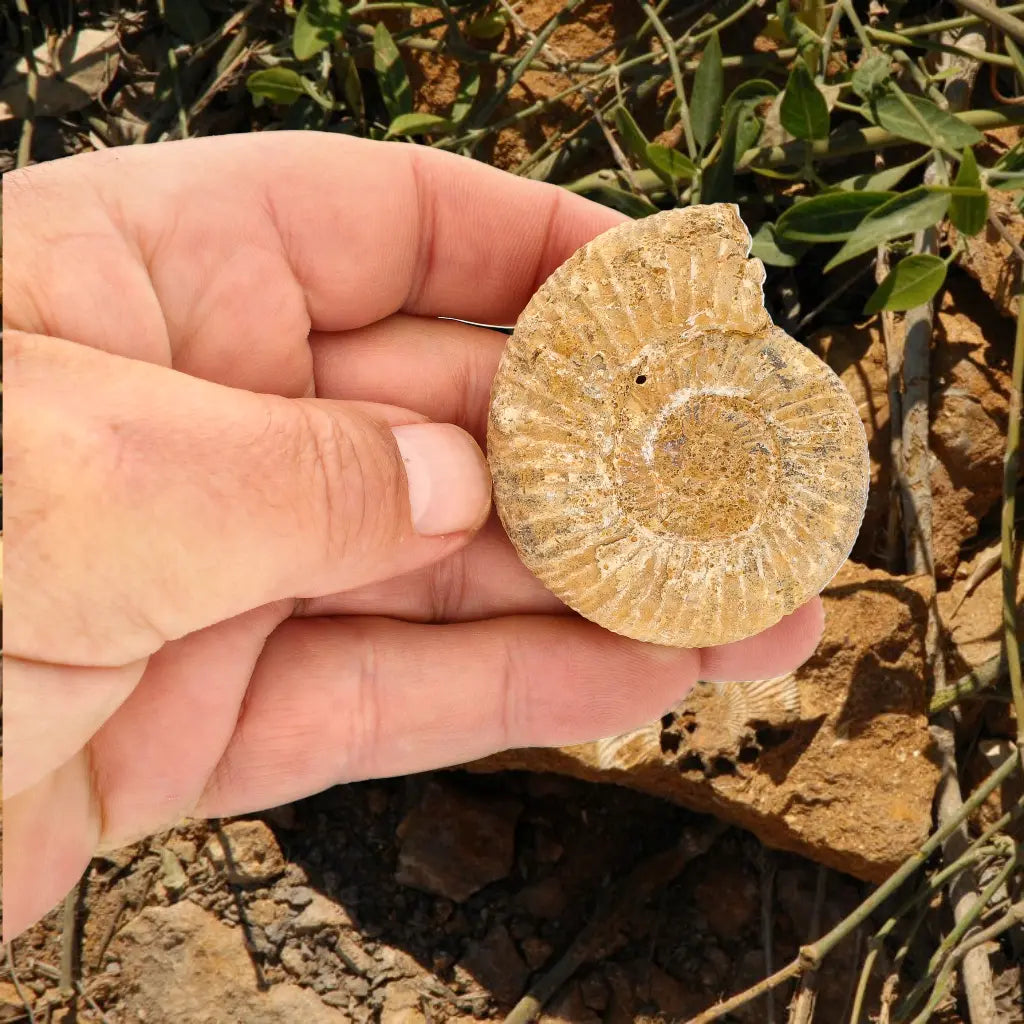 Get your Madagascar White Spine Fossil Ammonite online now or in store at Forever Gems in Franschhoek, South Africa