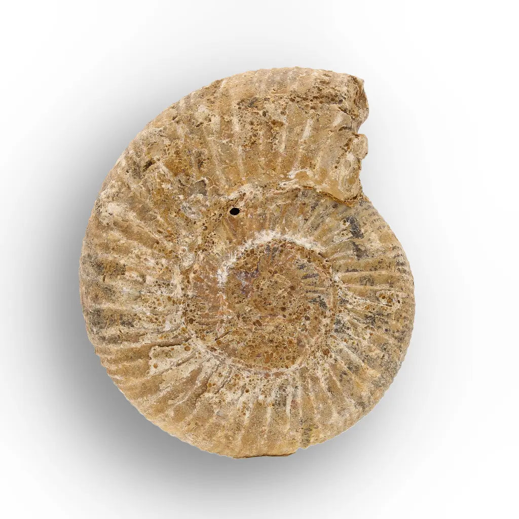 Get your Madagascar White Spine Fossil Ammonite online now or in store at Forever Gems in Franschhoek, South Africa