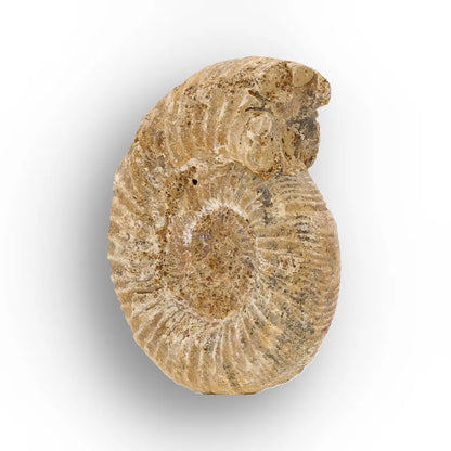 Get your Madagascar White Spine Fossil Ammonite online now or in store at Forever Gems in Franschhoek, South Africa