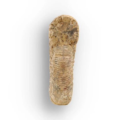 Get your Madagascar White Spine Fossil Ammonite online now or in store at Forever Gems in Franschhoek, South Africa