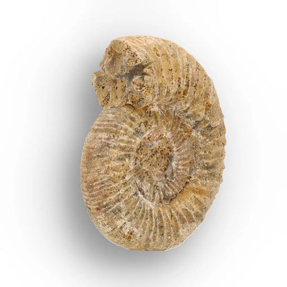 Get your Madagascar White Spine Fossil Ammonite online now or in store at Forever Gems in Franschhoek, South Africa