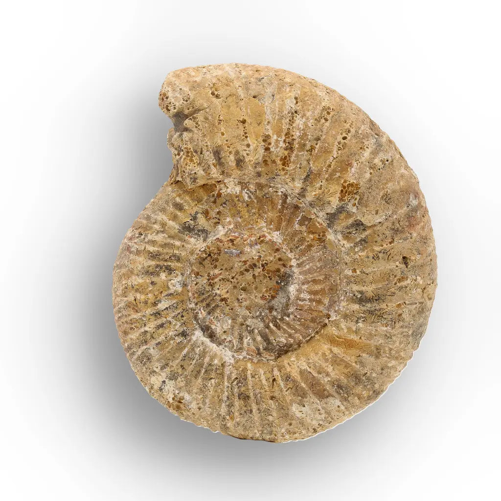 Get your Madagascar White Spine Fossil Ammonite online now or in store at Forever Gems in Franschhoek, South Africa