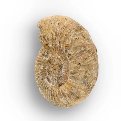 Get your Madagascar White Spine Fossil Ammonite online now or in store at Forever Gems in Franschhoek, South Africa