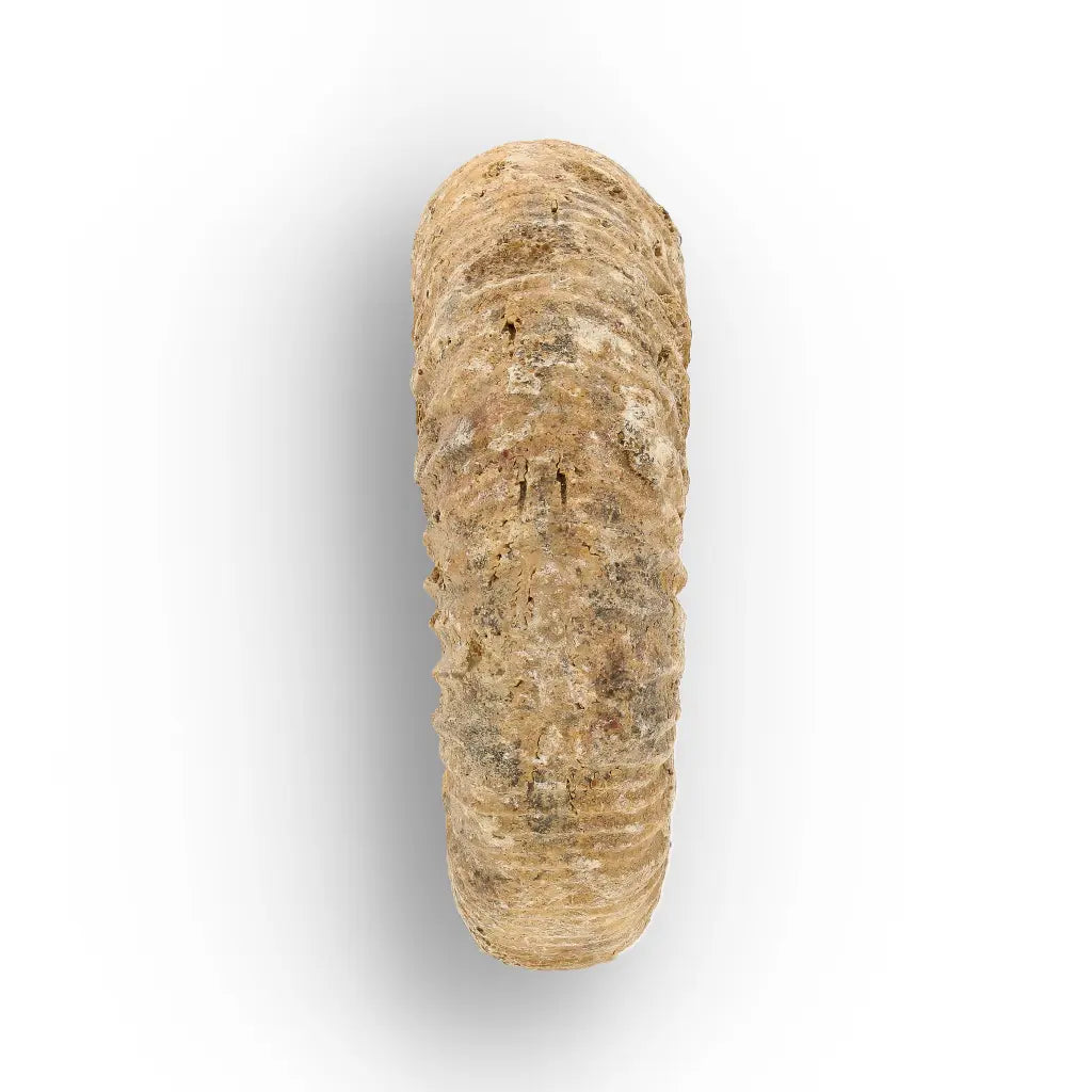 Get your Madagascar White Spine Fossil Ammonite online now or in store at Forever Gems in Franschhoek, South Africa