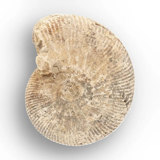 Get your Natural White Spine Ammonite from Sakaraha Madagascar Fossil online now or in store at Forever Gems in Franschhoek, South Africa