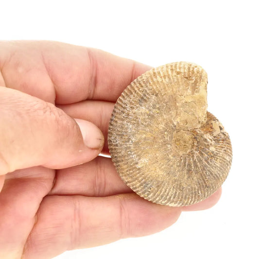 Get your Natural White Spine Ammonite from Sakaraha Madagascar Fossil online now or in store at Forever Gems in Franschhoek, South Africa