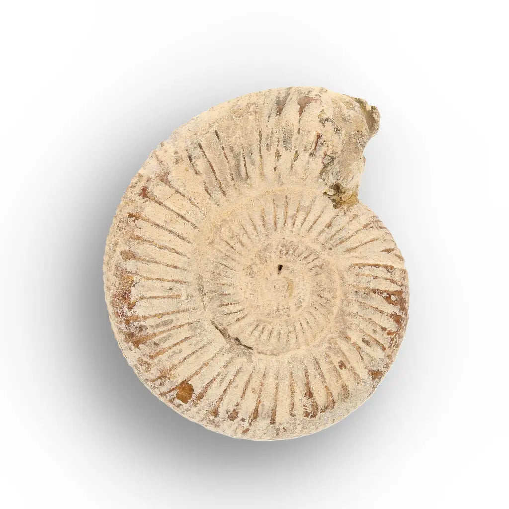 Get your Natural White Spine Ammonite from Sakaraha Madagascar Fossil online now or in store at Forever Gems in Franschhoek, South Africa