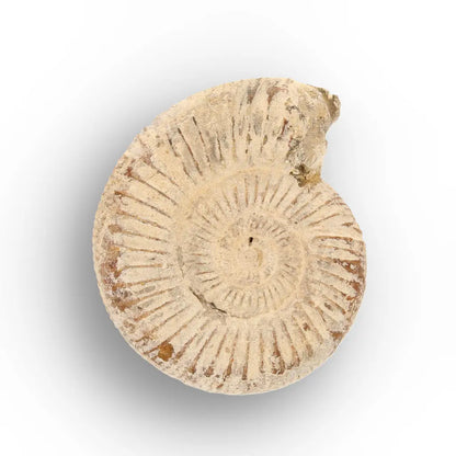 Get your Natural White Spine Ammonite from Sakaraha Madagascar Fossil online now or in store at Forever Gems in Franschhoek, South Africa