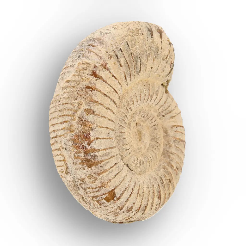 Get your Natural White Spine Ammonite from Sakaraha Madagascar Fossil online now or in store at Forever Gems in Franschhoek, South Africa