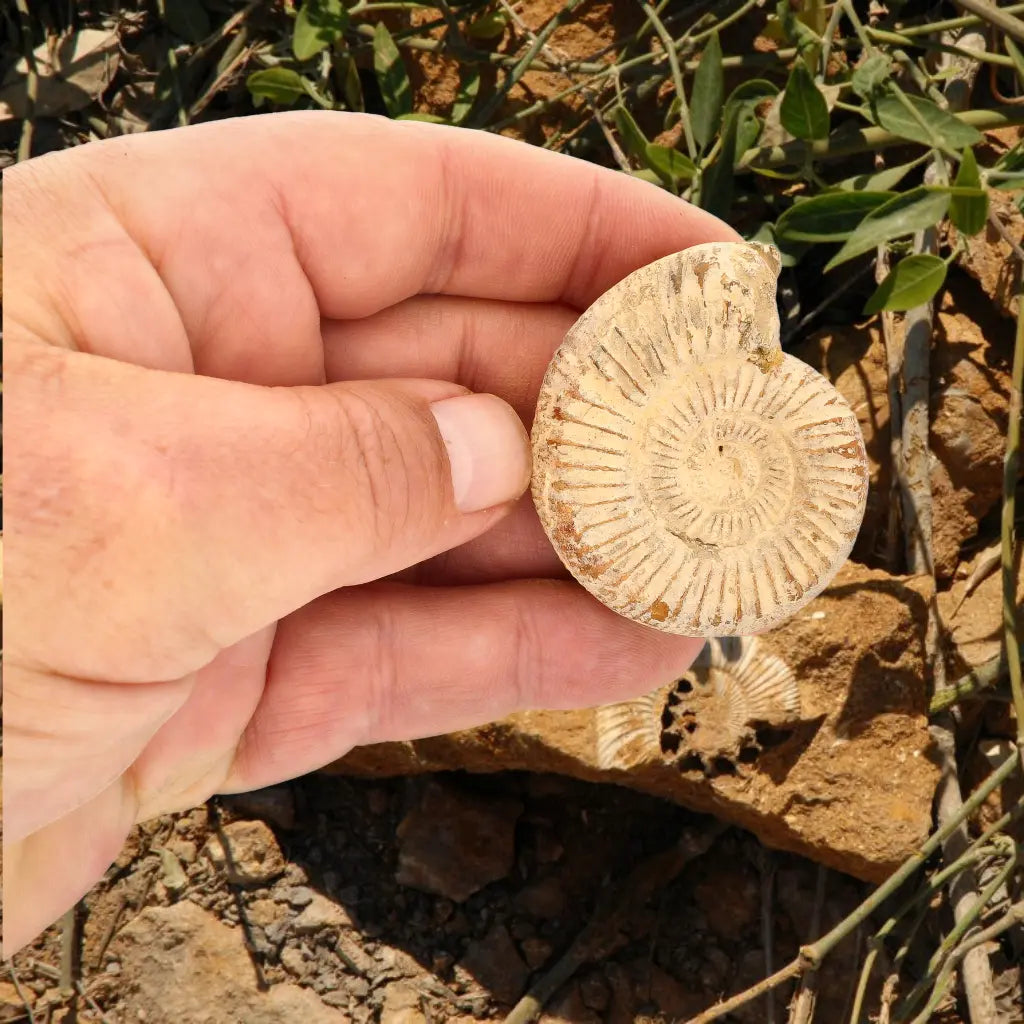Get your Natural White Spine Ammonite from Sakaraha Madagascar Fossil online now or in store at Forever Gems in Franschhoek, South Africa