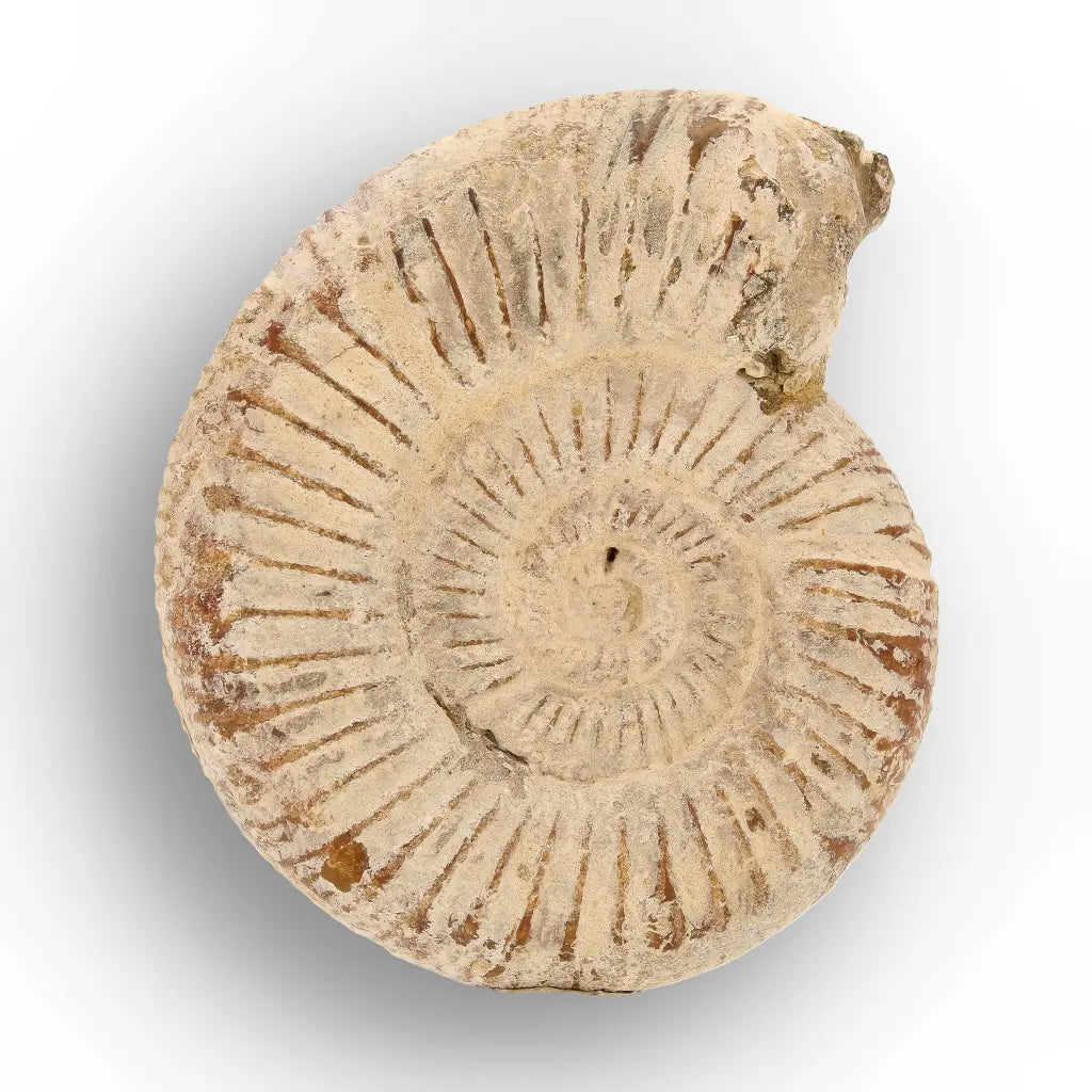 Get your Natural White Spine Ammonite from Sakaraha Madagascar Fossil online now or in store at Forever Gems in Franschhoek, South Africa