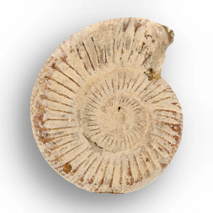 Get your Natural White Spine Ammonite from Sakaraha Madagascar Fossil online now or in store at Forever Gems in Franschhoek, South Africa
